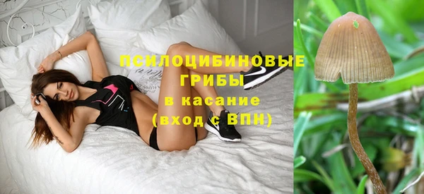 индика Белокуриха